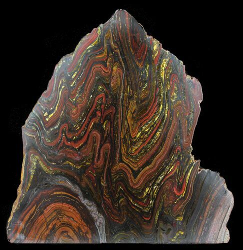 Polished Tiger Iron Stromatolite - ( Billion Years) #39178